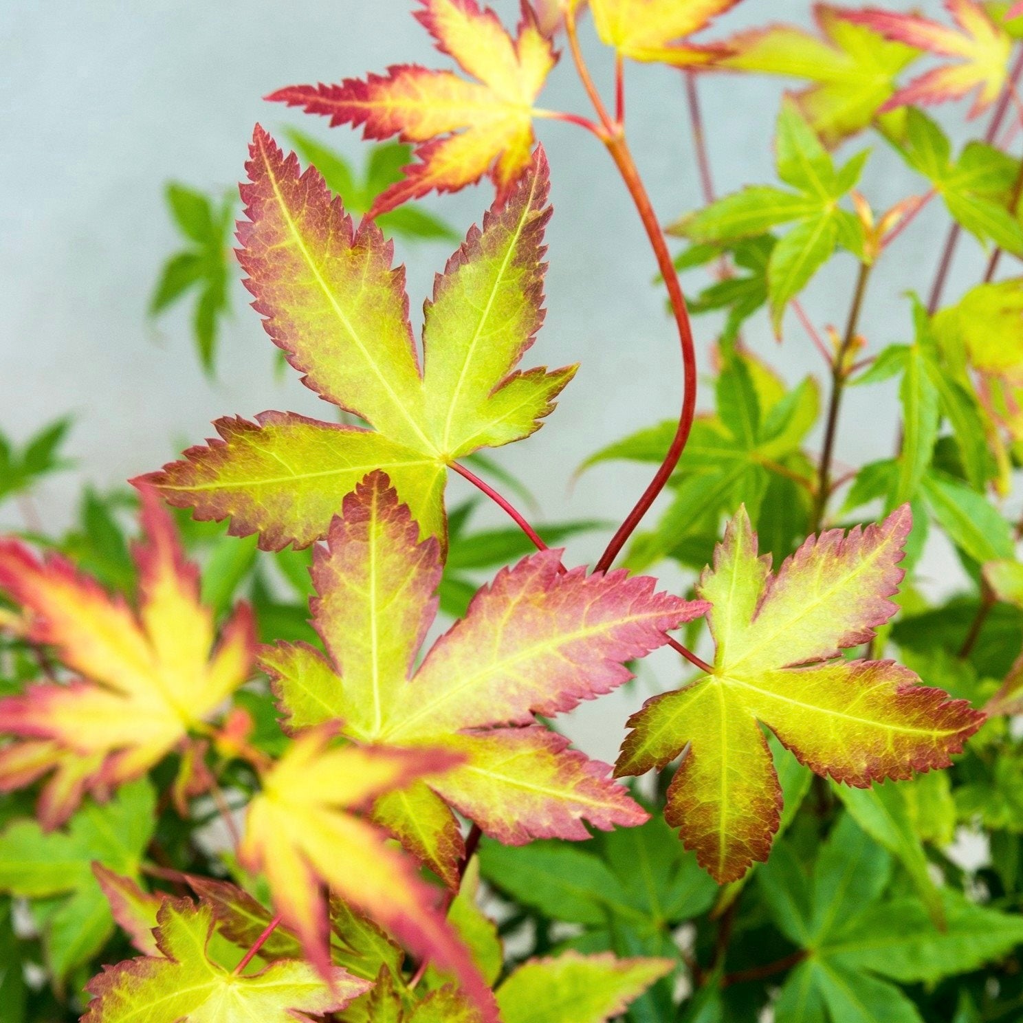 Little Princess Japanese Maple Little Princess Japanese Maple