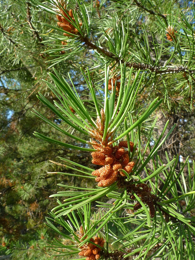 Lodgepole Pine Lodgepole Pine