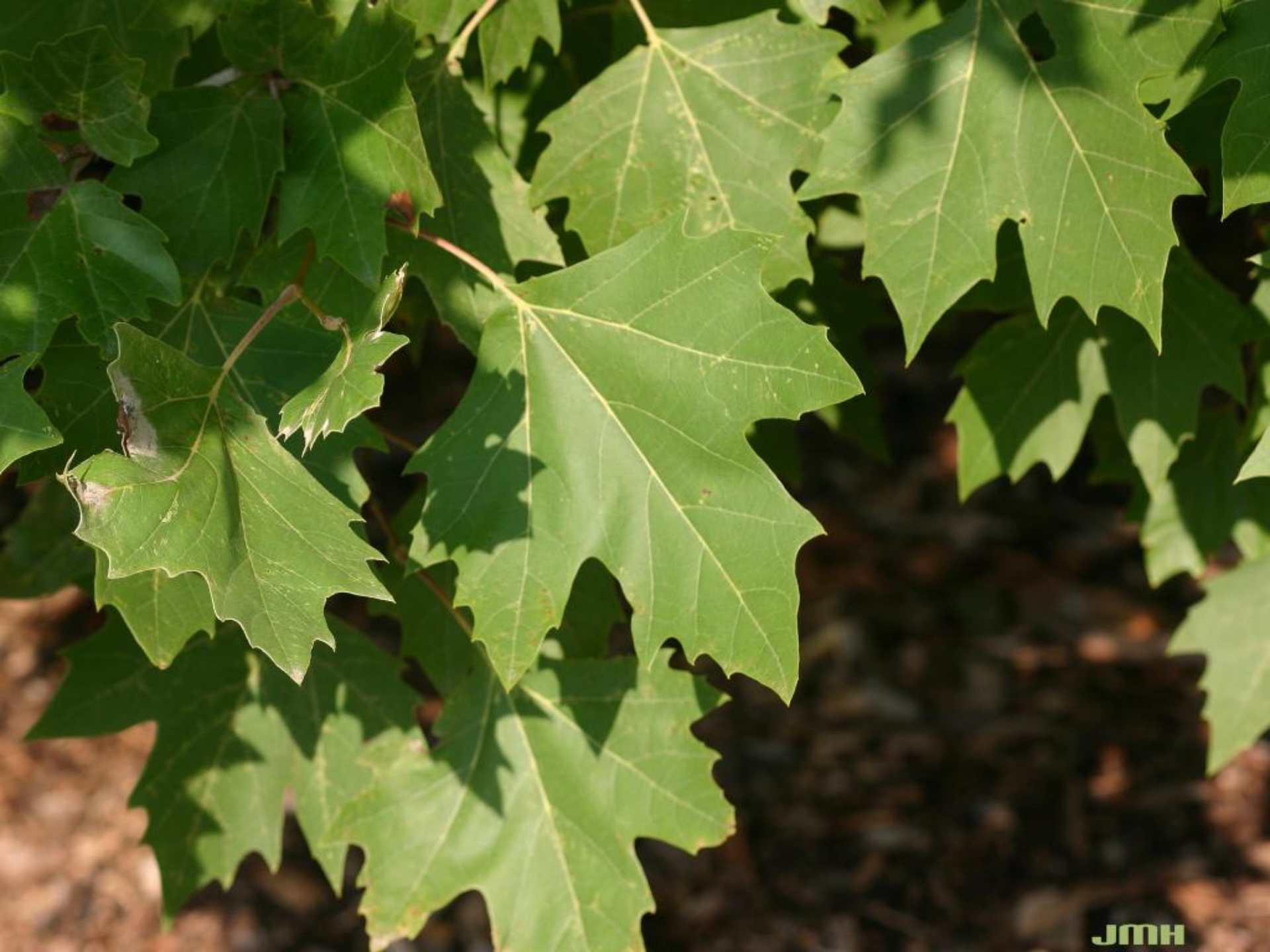 London Plane London Plane