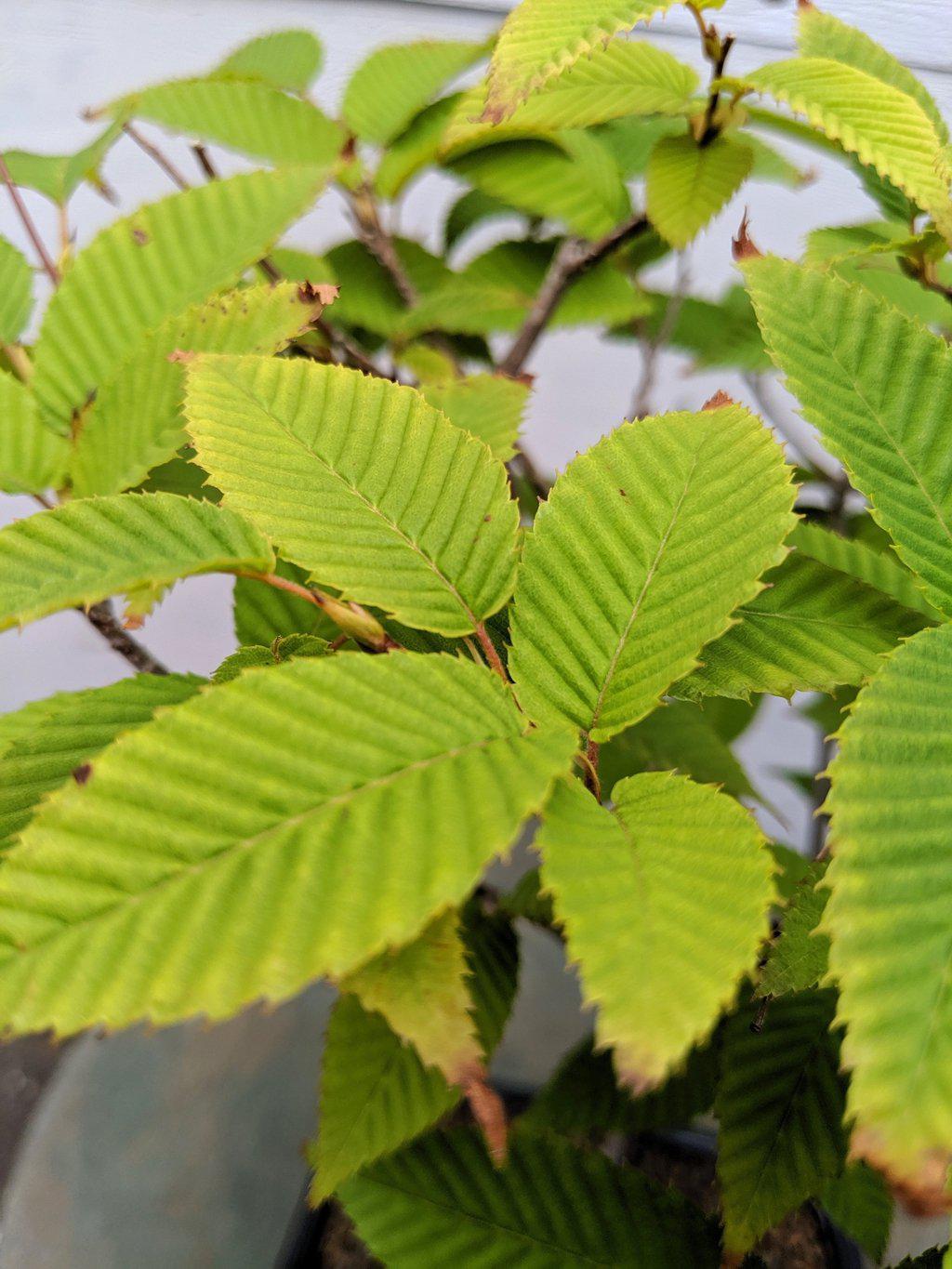 Loose-flowered Hornbeam Loose-flowered Hornbeam