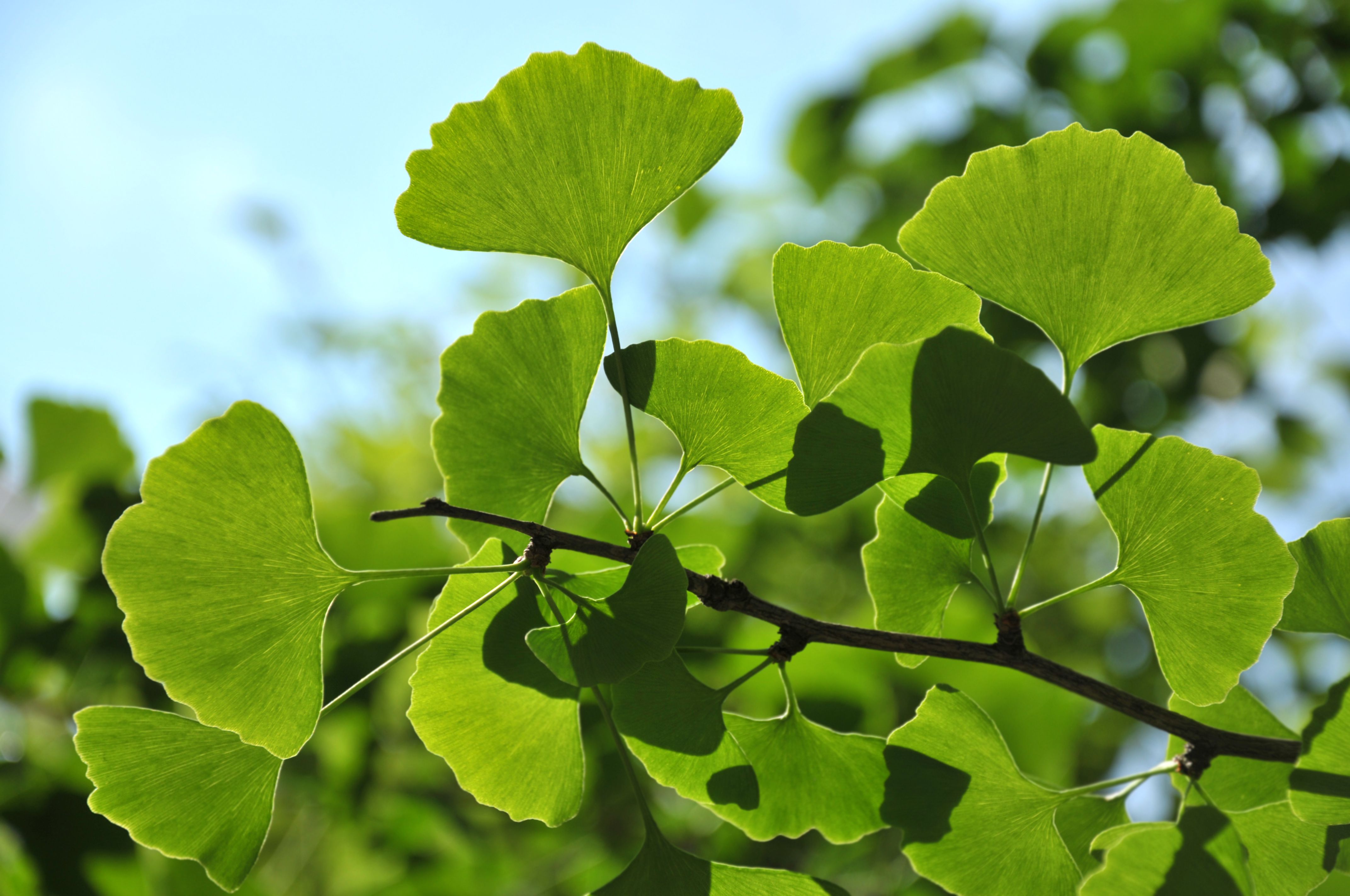 Maidenhair Tree Maidenhair Tree