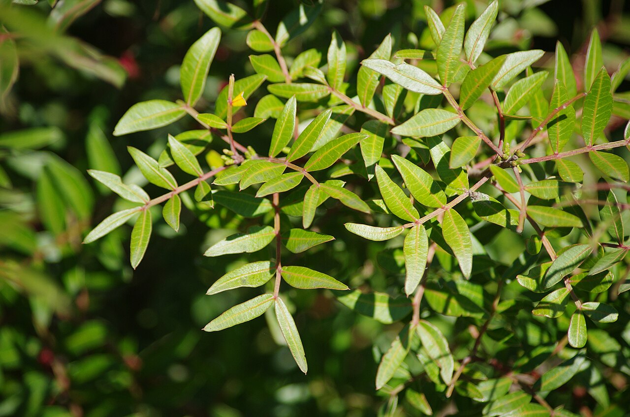 Mastic Tree