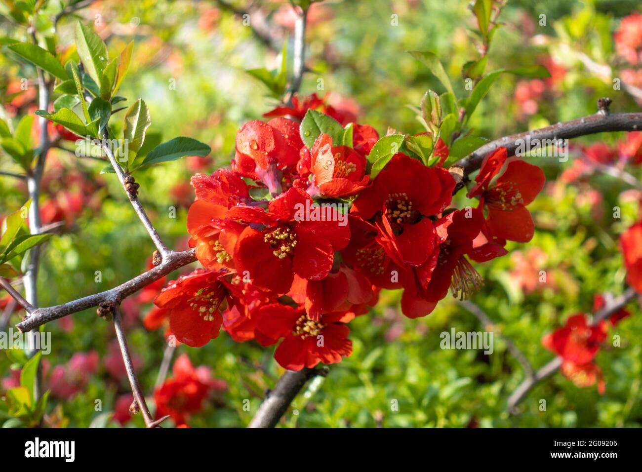 Maule's Flowering Quince Maule's Flowering Quince