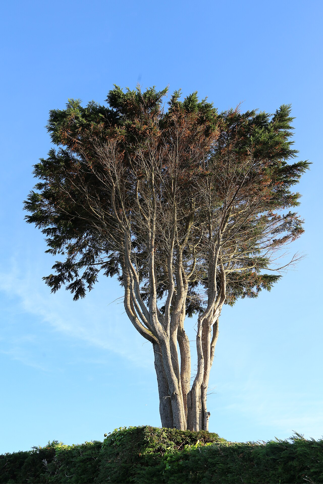 Monterey Cypress