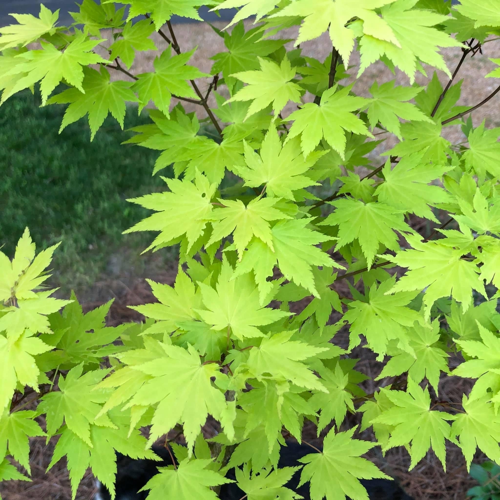 Musk Maple Musk Maple
