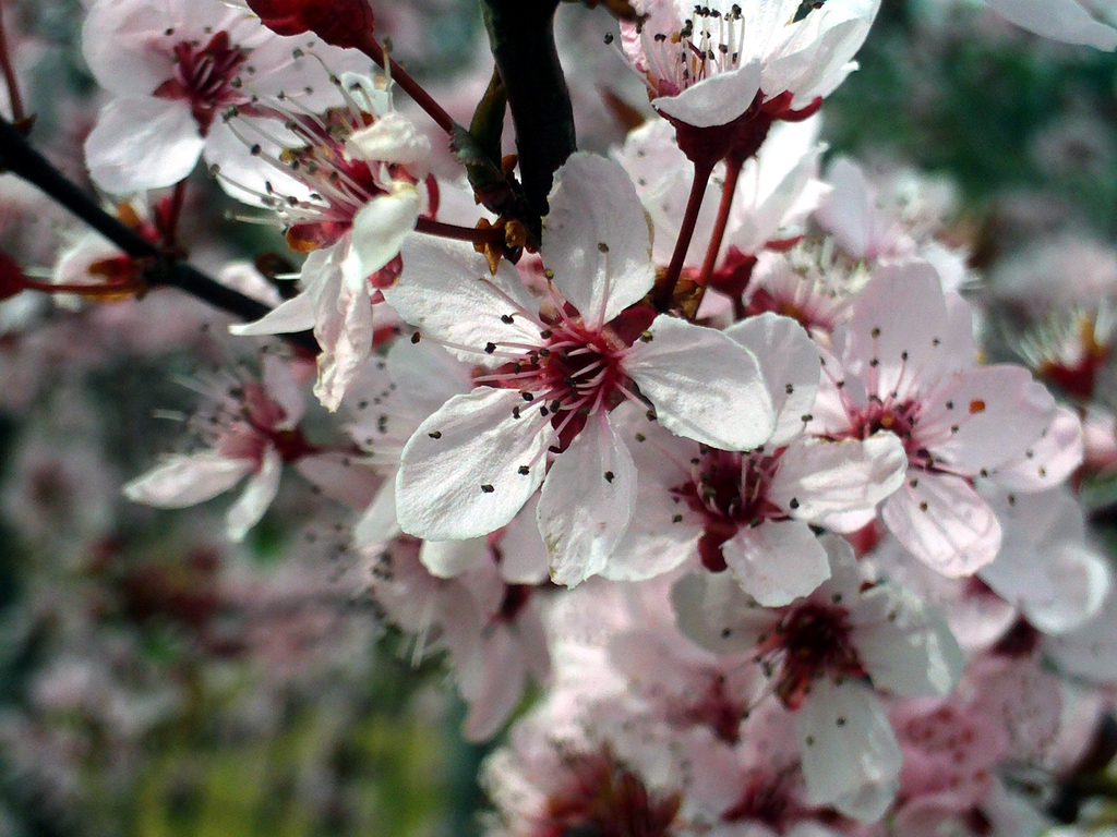Myrobalan Plum Myrobalan Plum