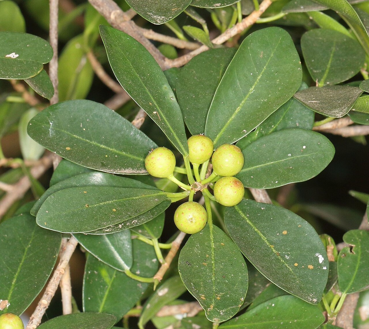 Natal Fig