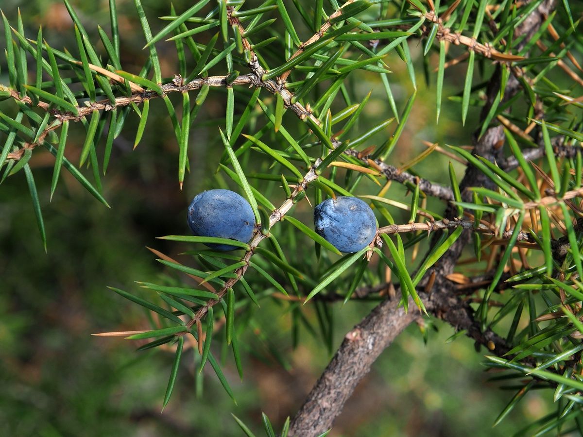 Needle Juniper Needle Juniper