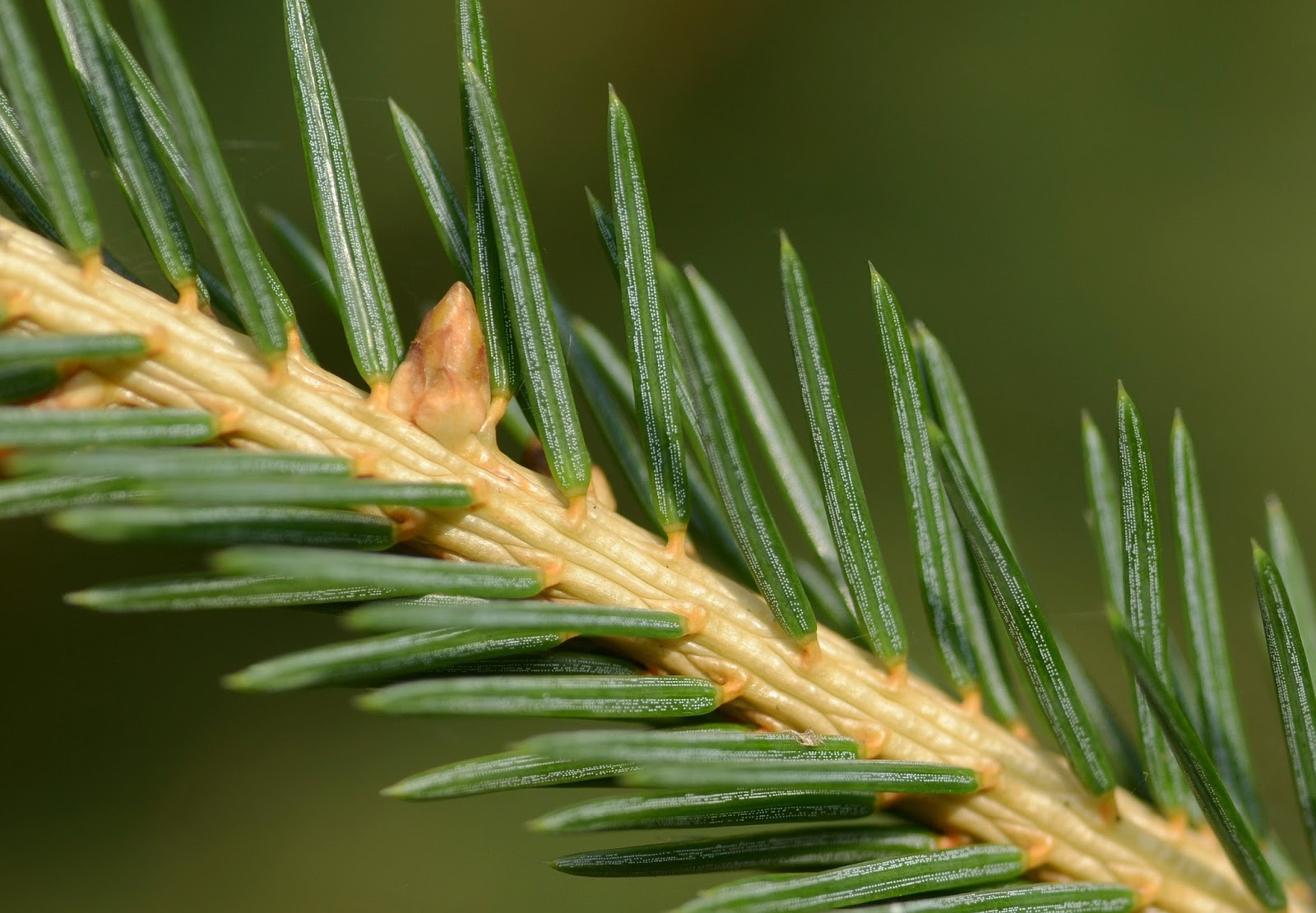 Norway Spruce Norway Spruce