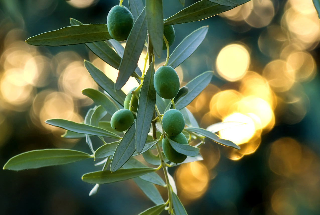Olive Olive