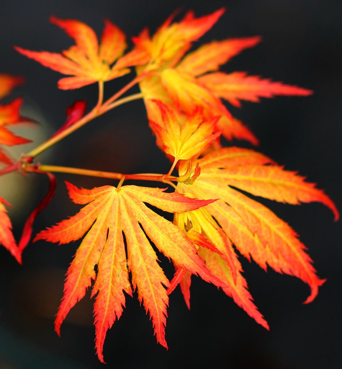 Orange Dream Japanese Maple Orange Dream Japanese Maple