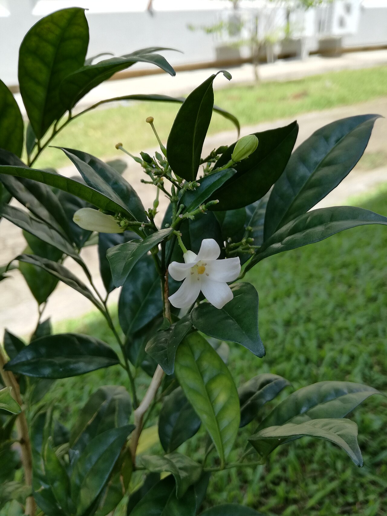Orange Jasmine