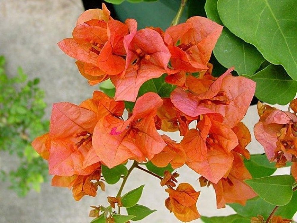 Orange King Bougainvillea Orange King Bougainvillea