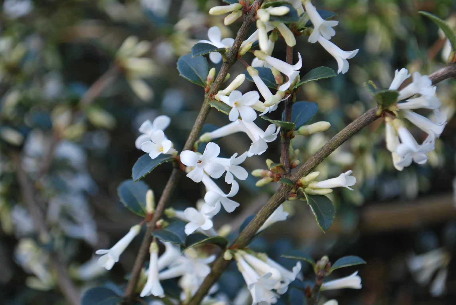 Osmanthus Osmanthus