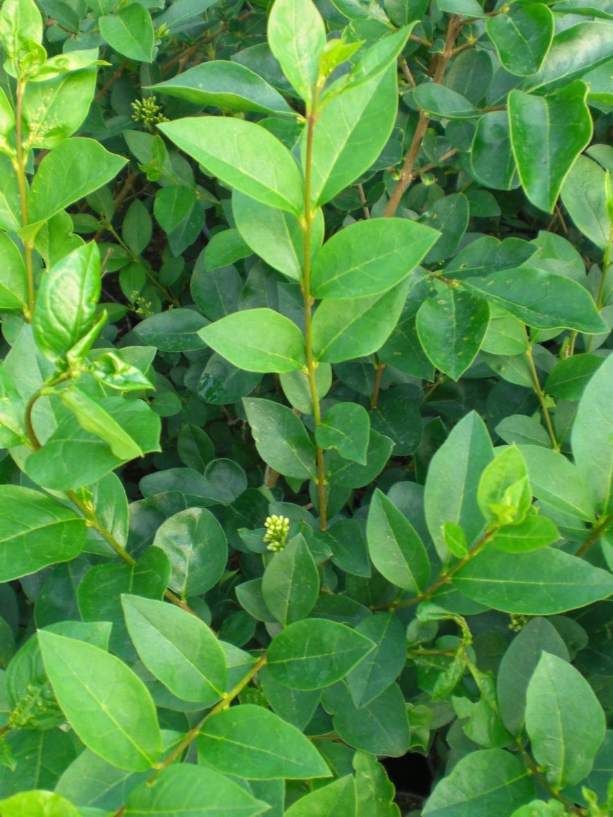 Oval-leaf Privet Oval-leaf Privet