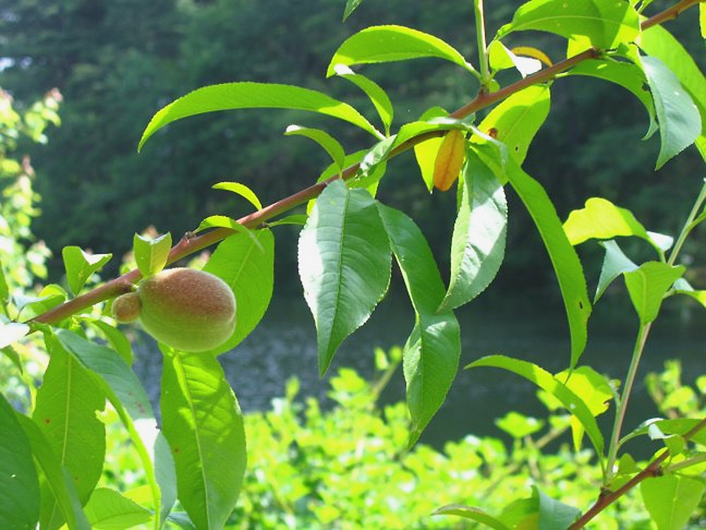 Peach Peach
