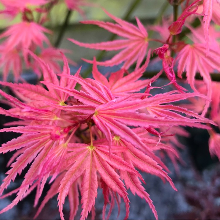 Phoenix Japanese Maple Phoenix Japanese Maple