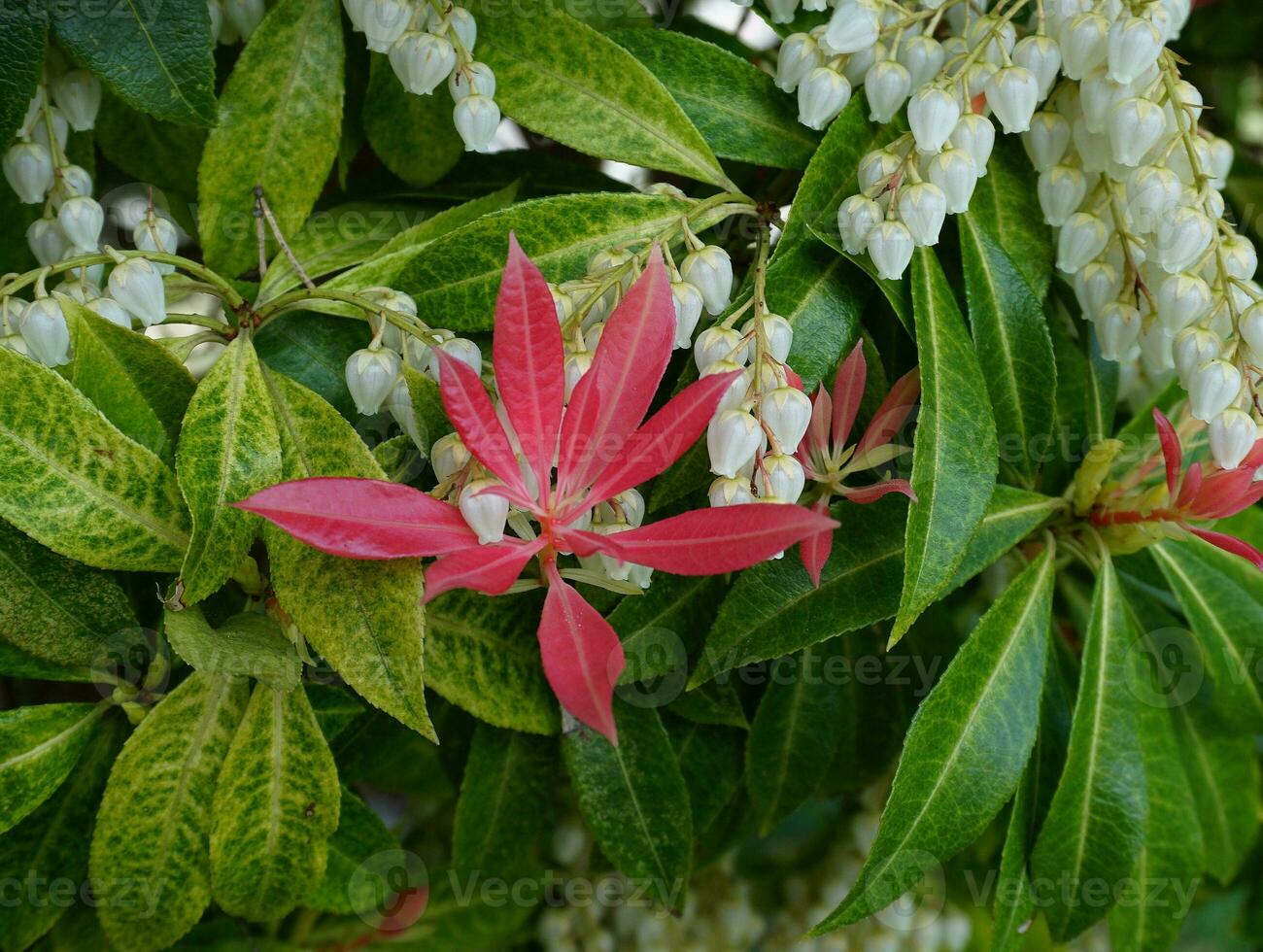 Pieris Pieris