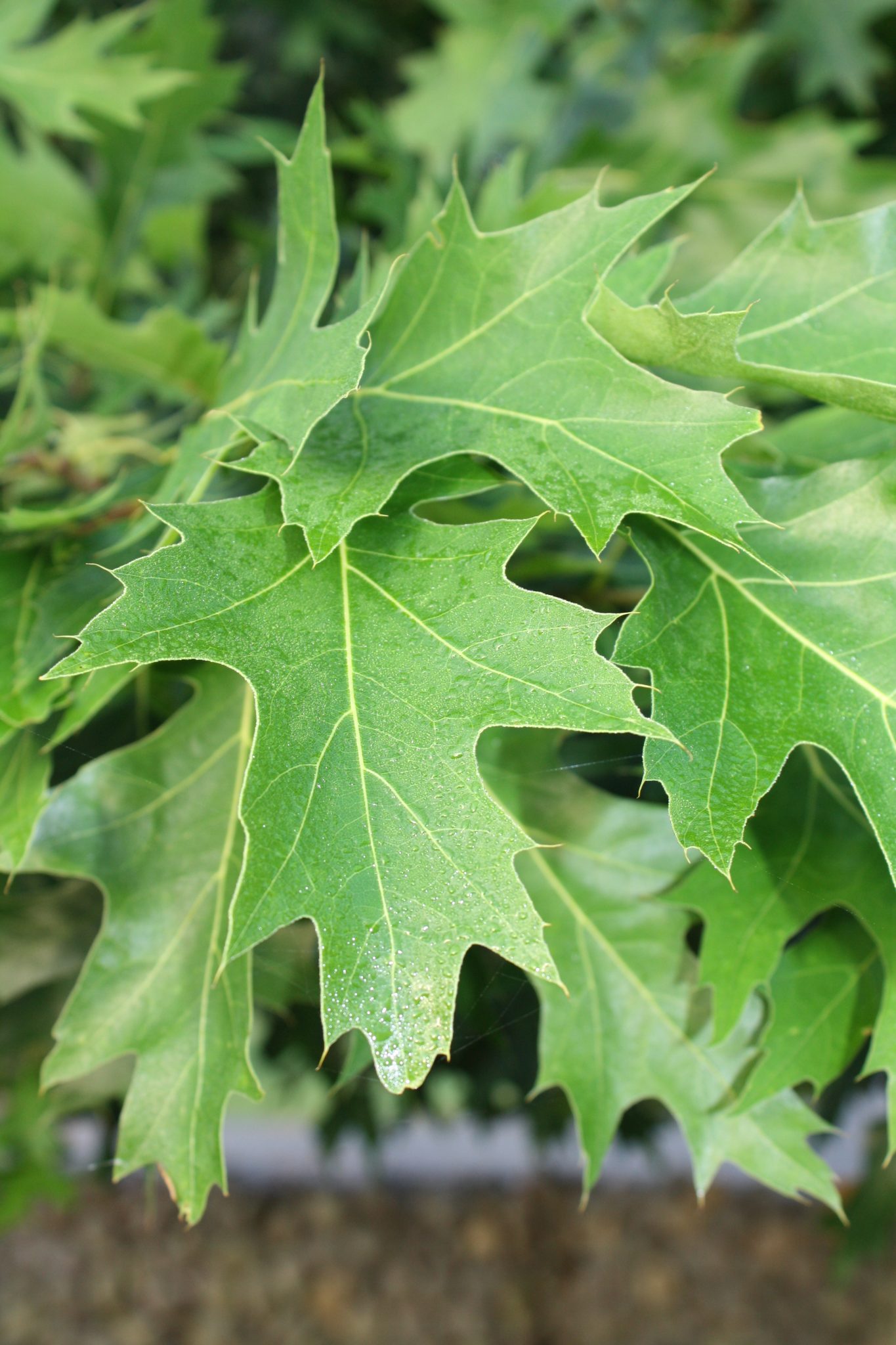 Pin Oak Pin Oak