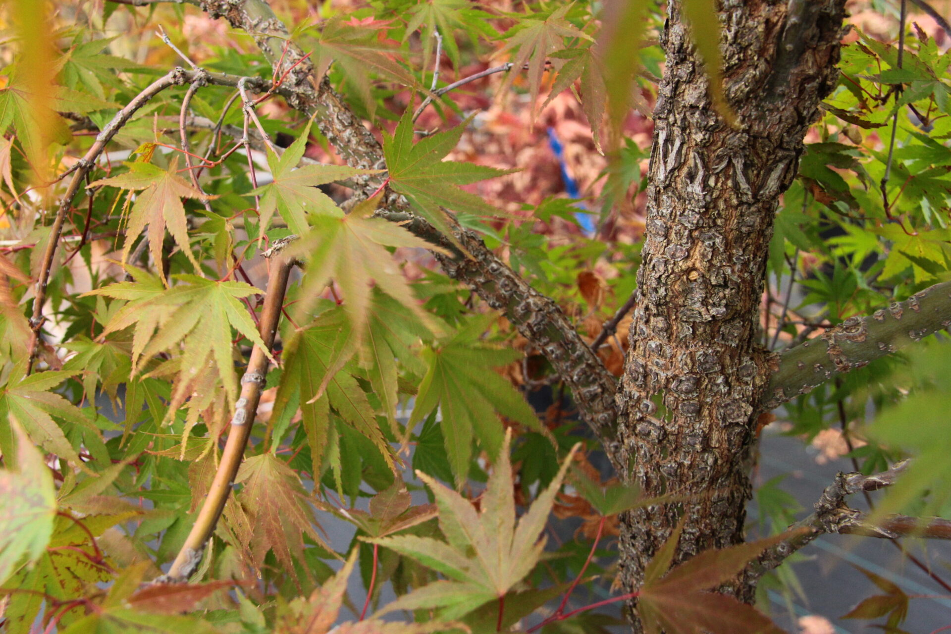 Pine Bark Maple Pine Bark Maple
