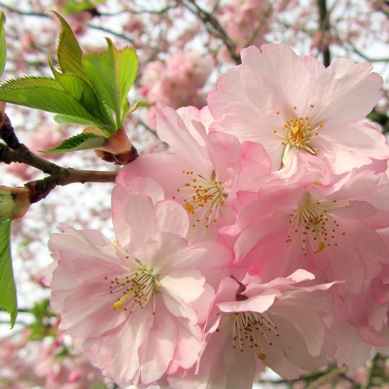 Pink Autumn Cherry Pink Autumn Cherry