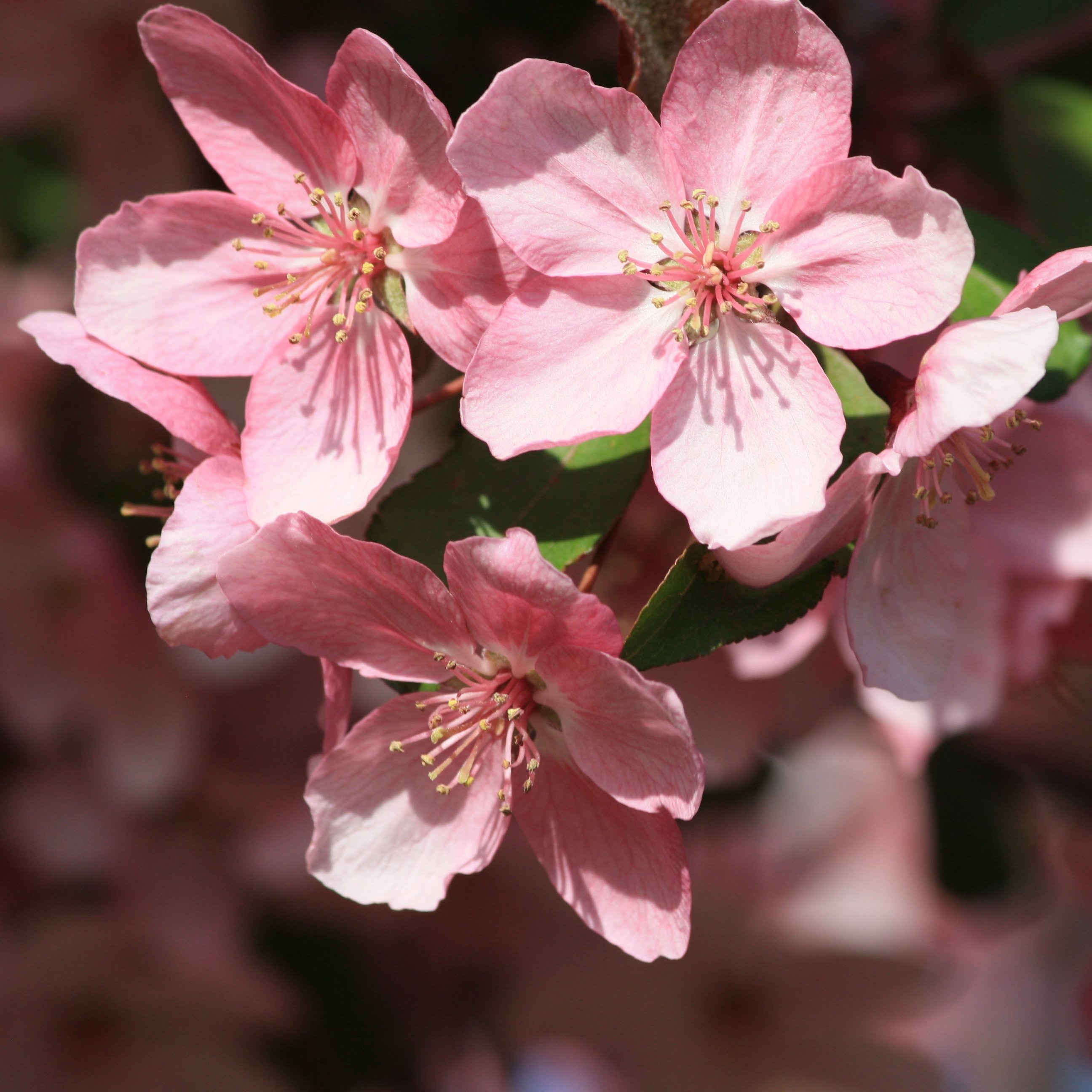 Pink Spring Cherry Pink Spring Cherry