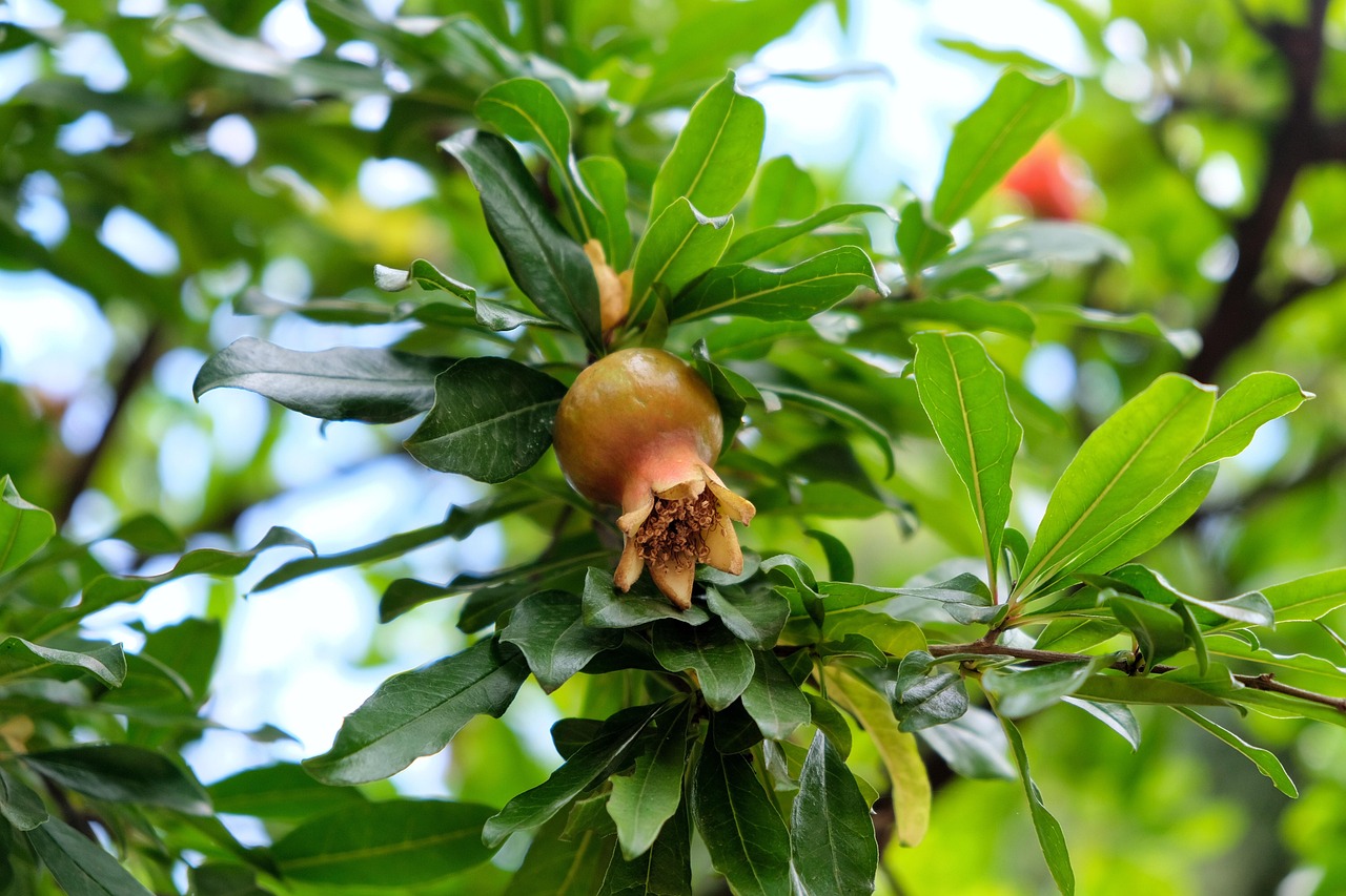 Pomegranate Pomegranate