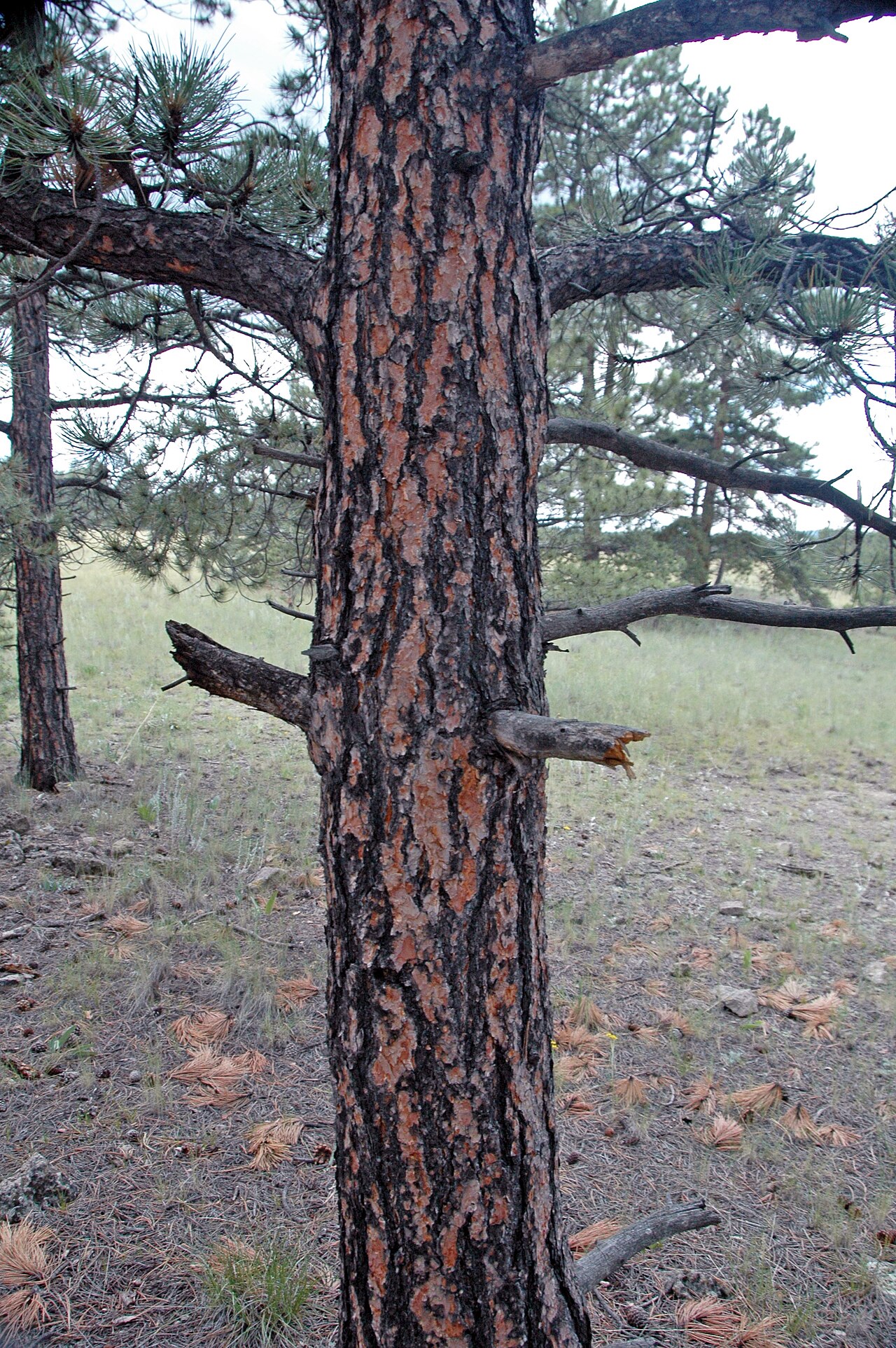 Ponderosa Pine
