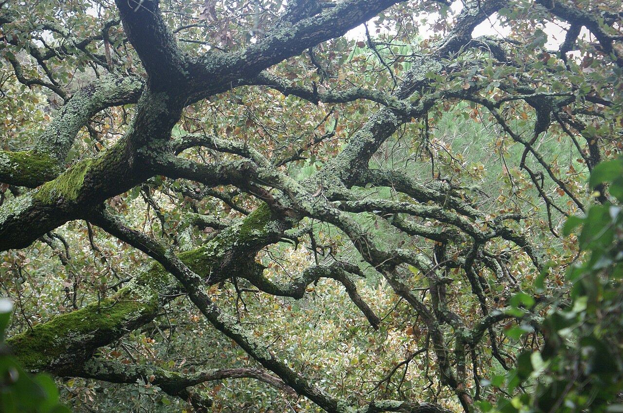 Portuguese Oak