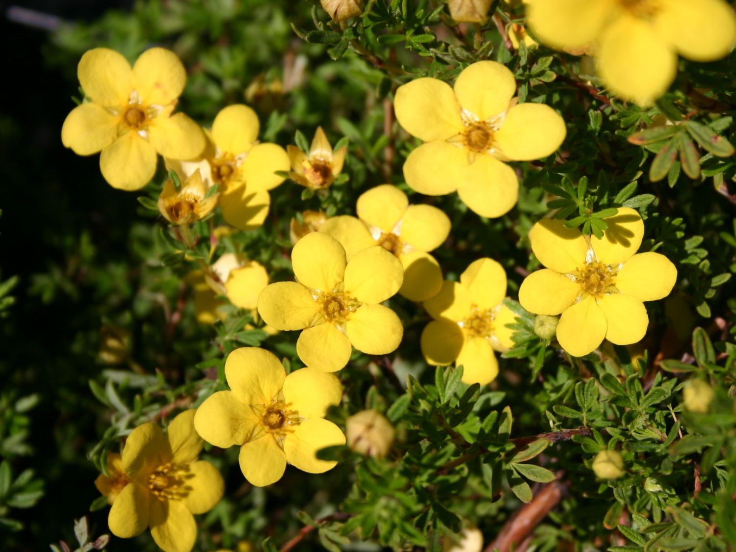 Potentilla 'Kobold' Potentilla 'Kobold'