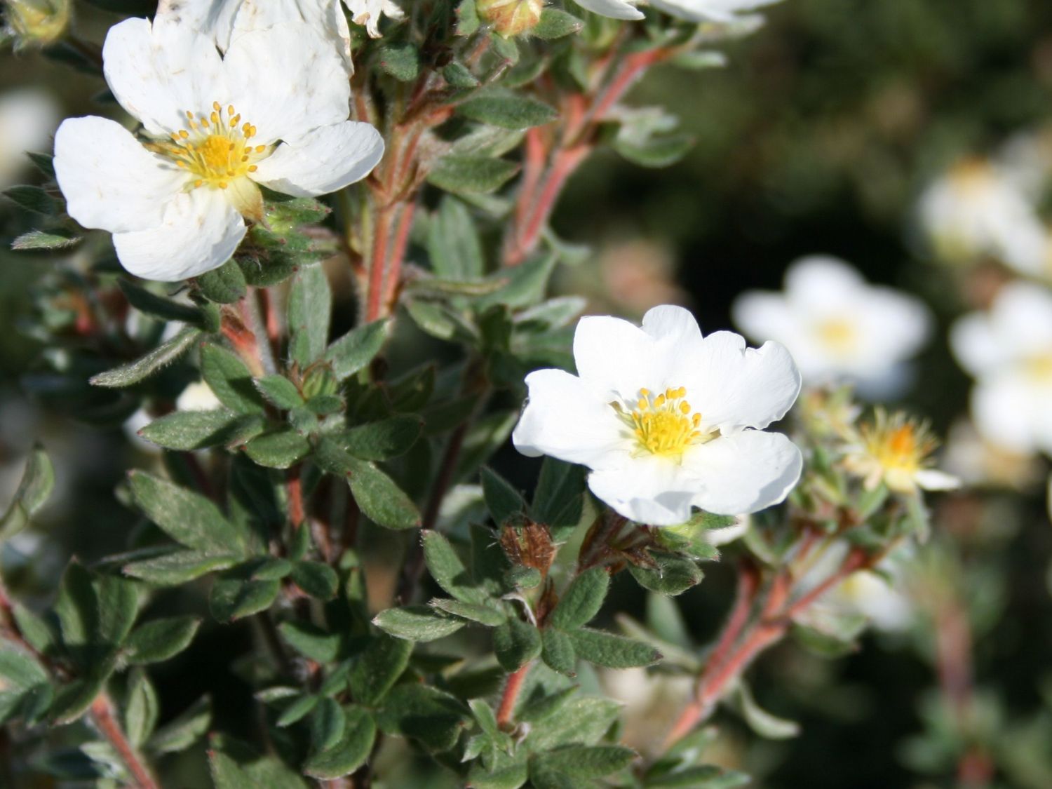 Potentilla 'Manchu' Potentilla 'Manchu'