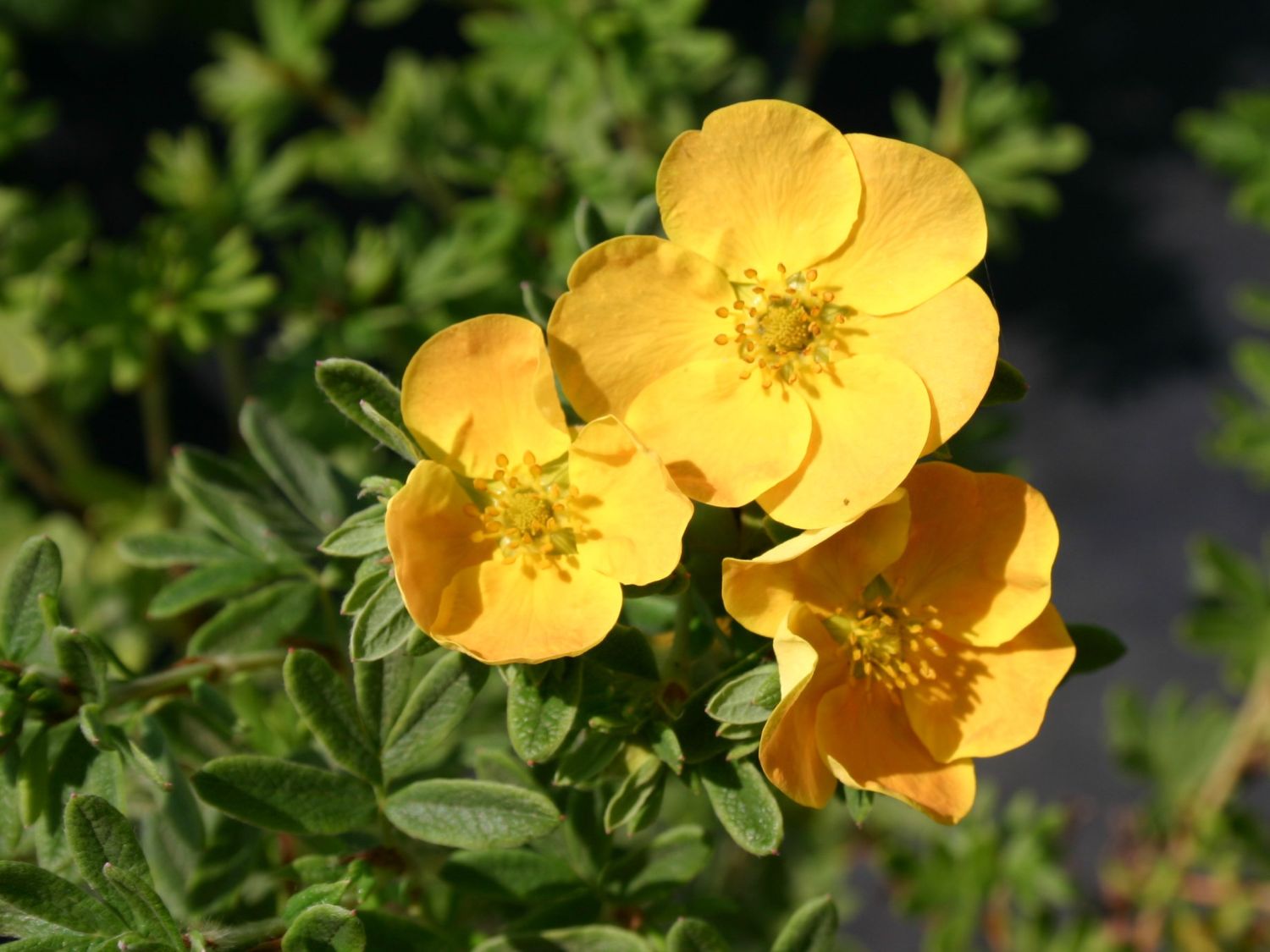 Potentilla 'Tangerine' Potentilla 'Tangerine'