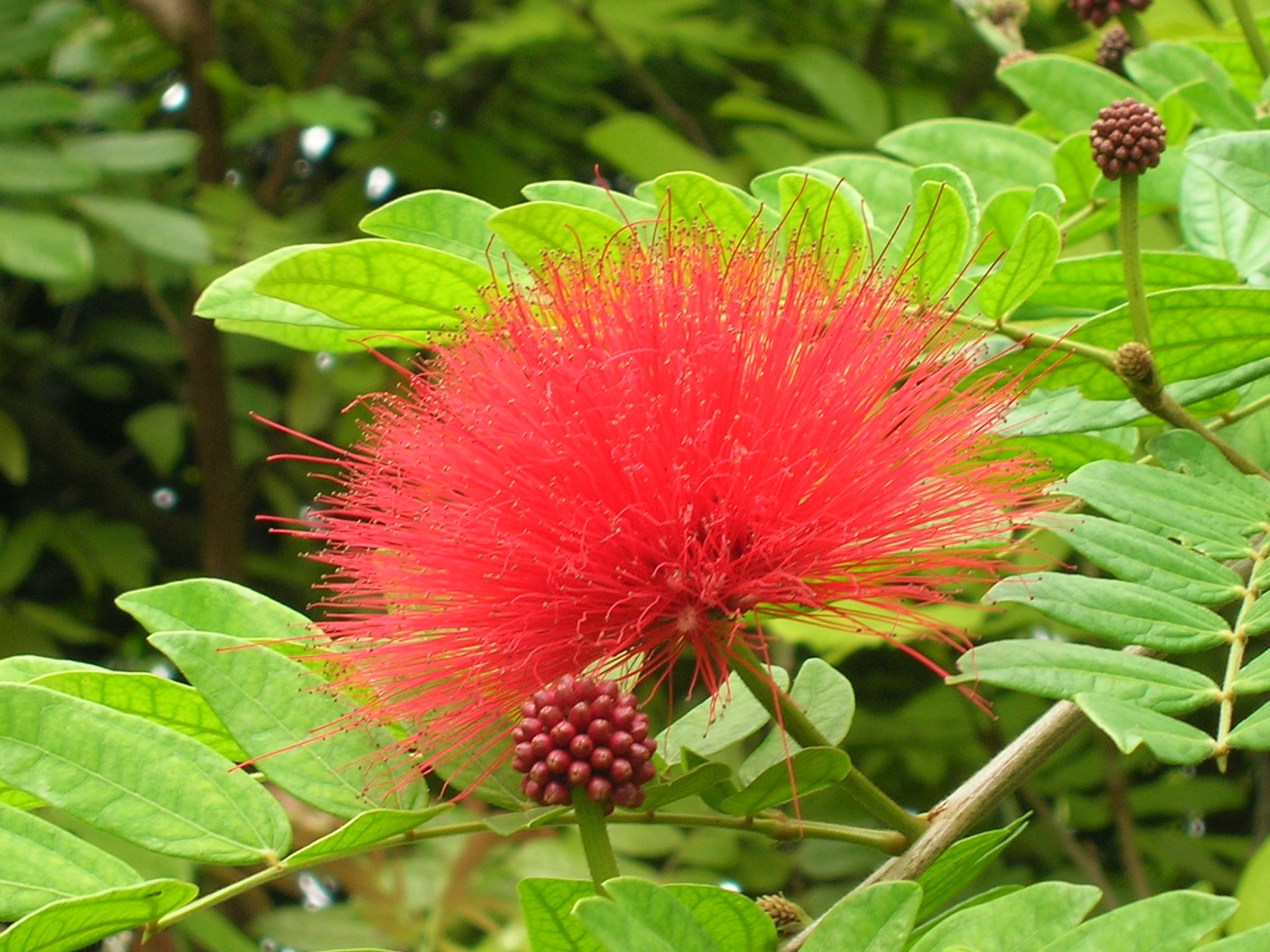 Powder Puff Tree Powder Puff Tree