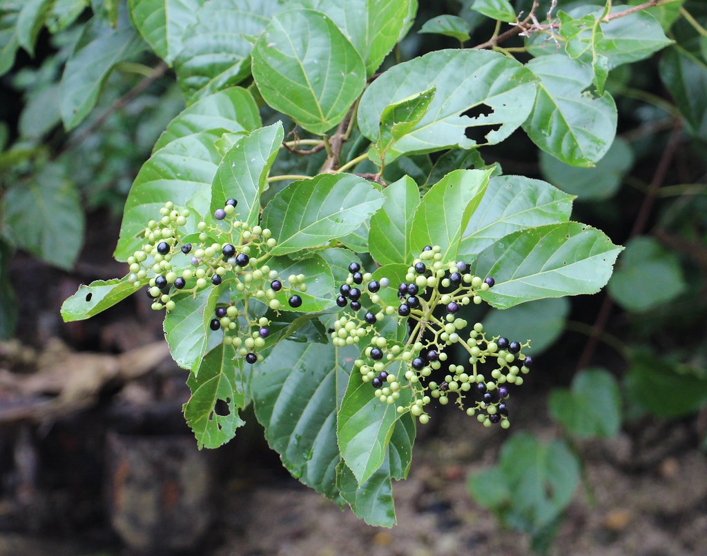 Premna Premna