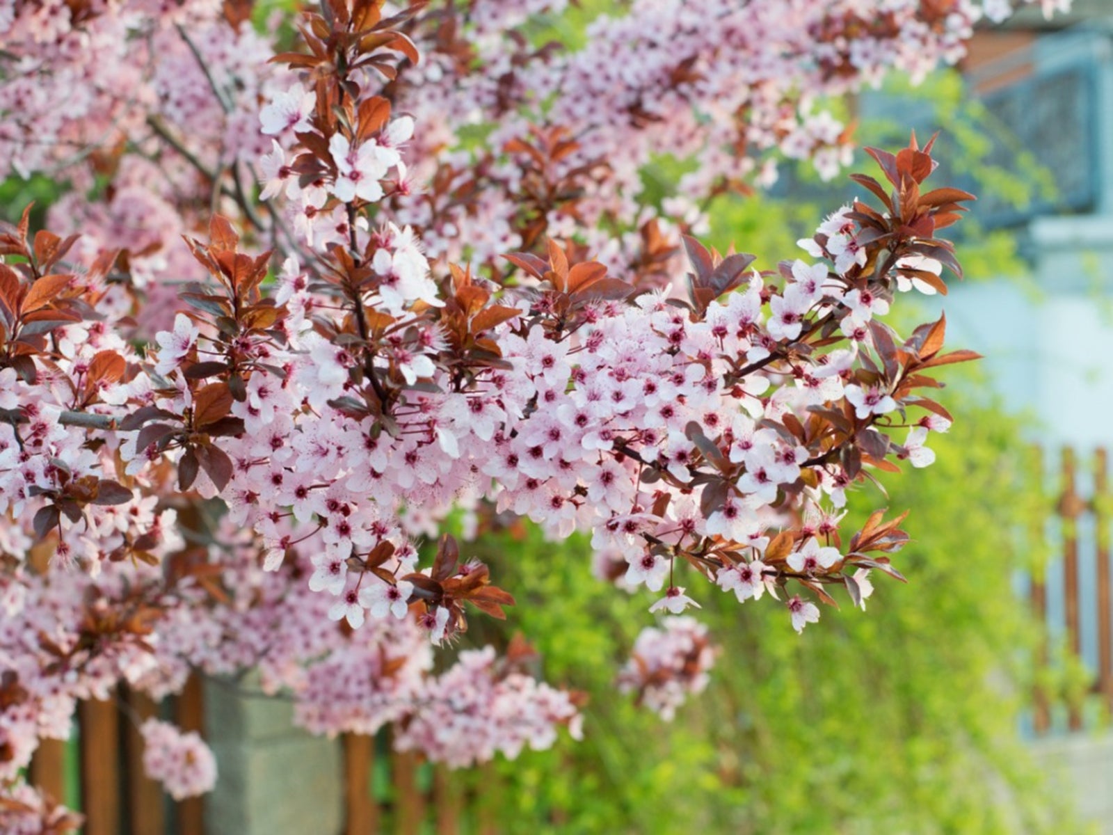 Purple-leaved Plum Purple-leaved Plum