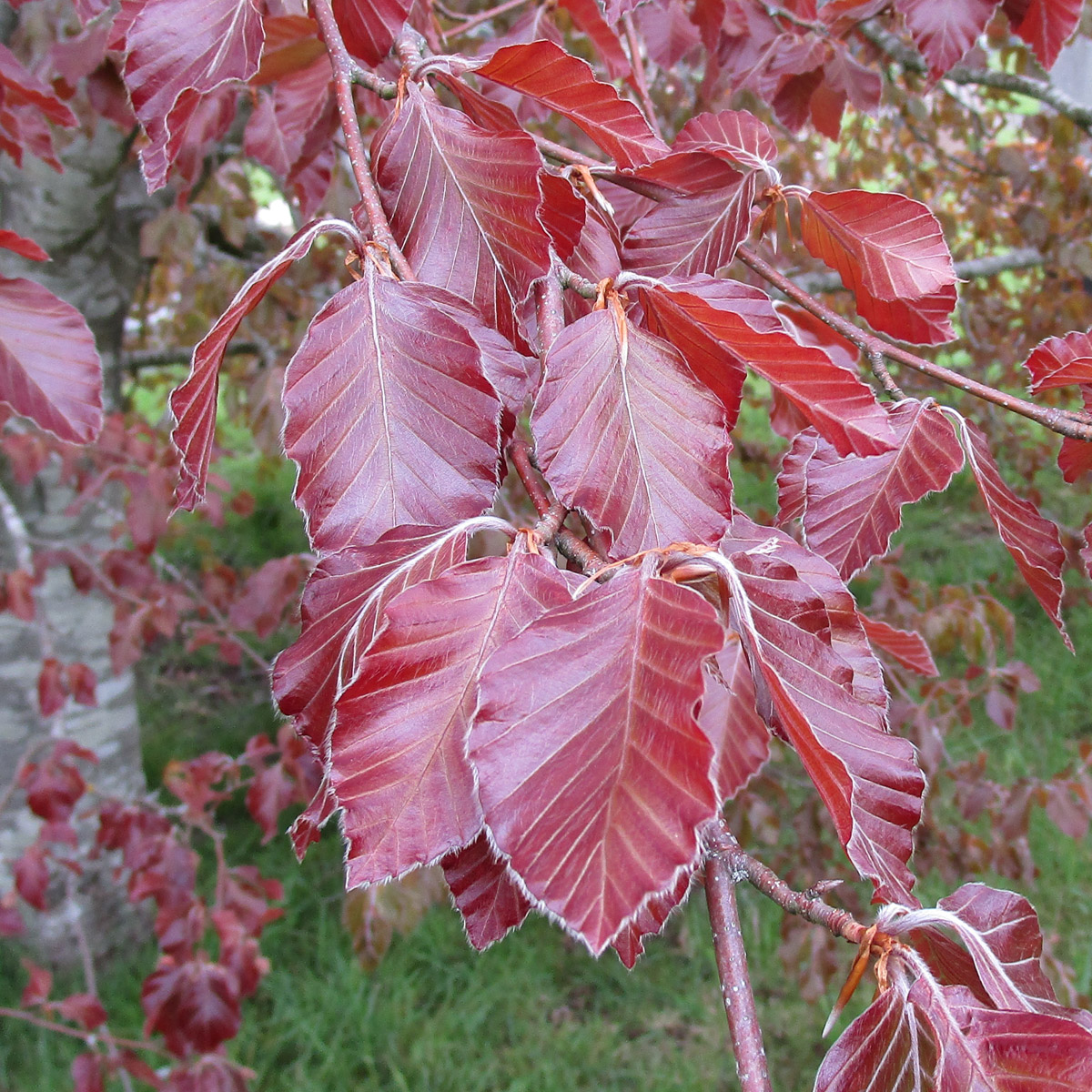 Purple Beech Purple Beech