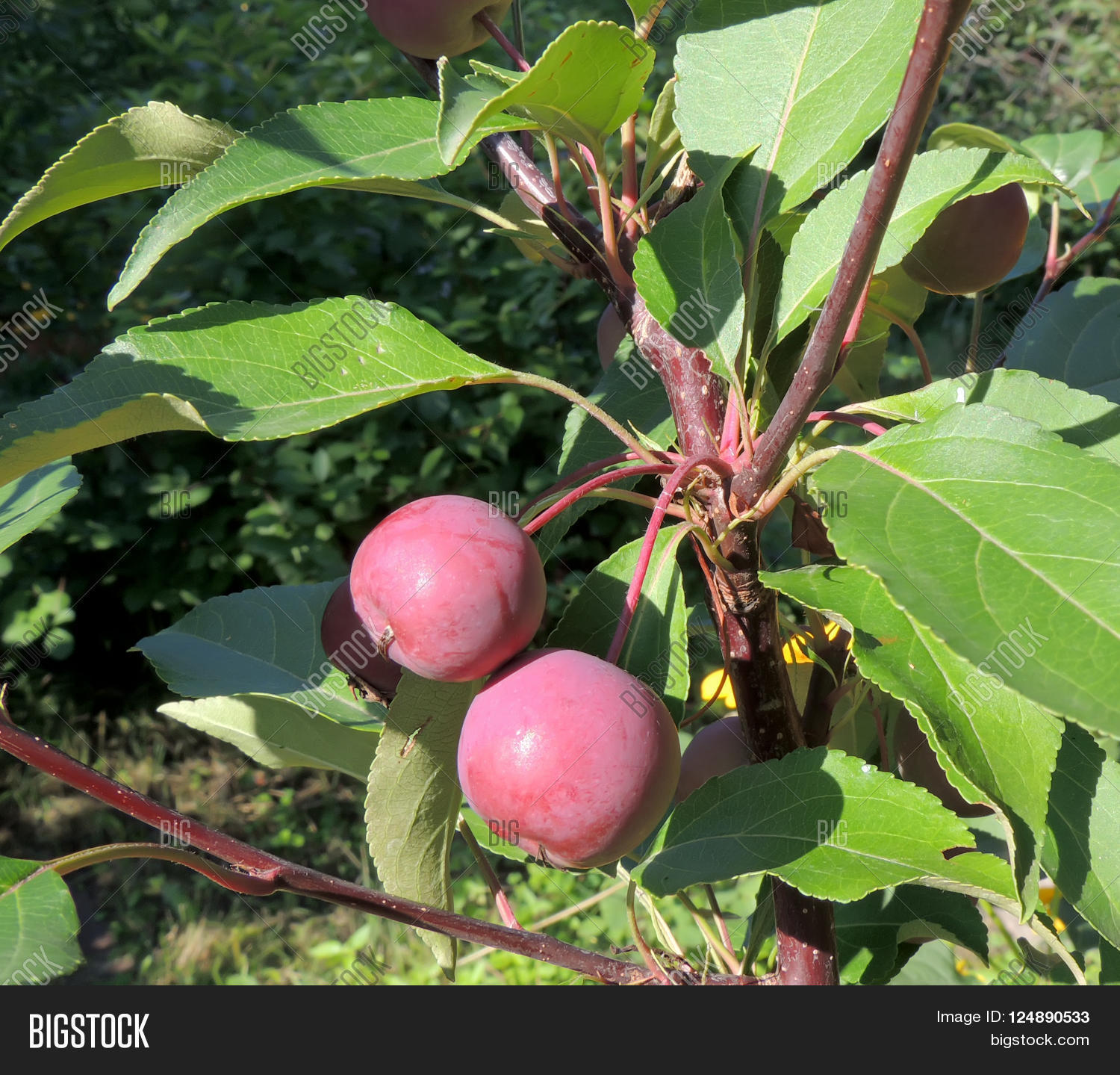 Purple Crab-Apple Purple Crab-Apple