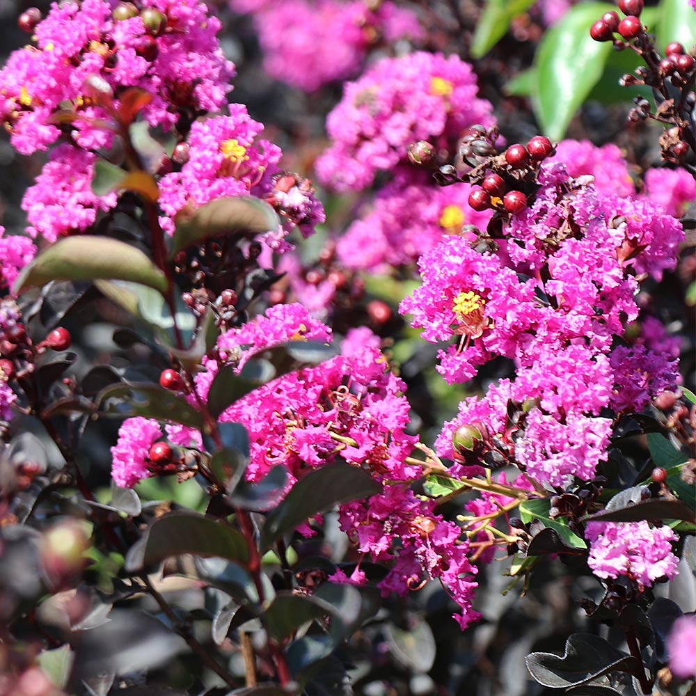 Purple Crape Myrtle Purple Crape Myrtle