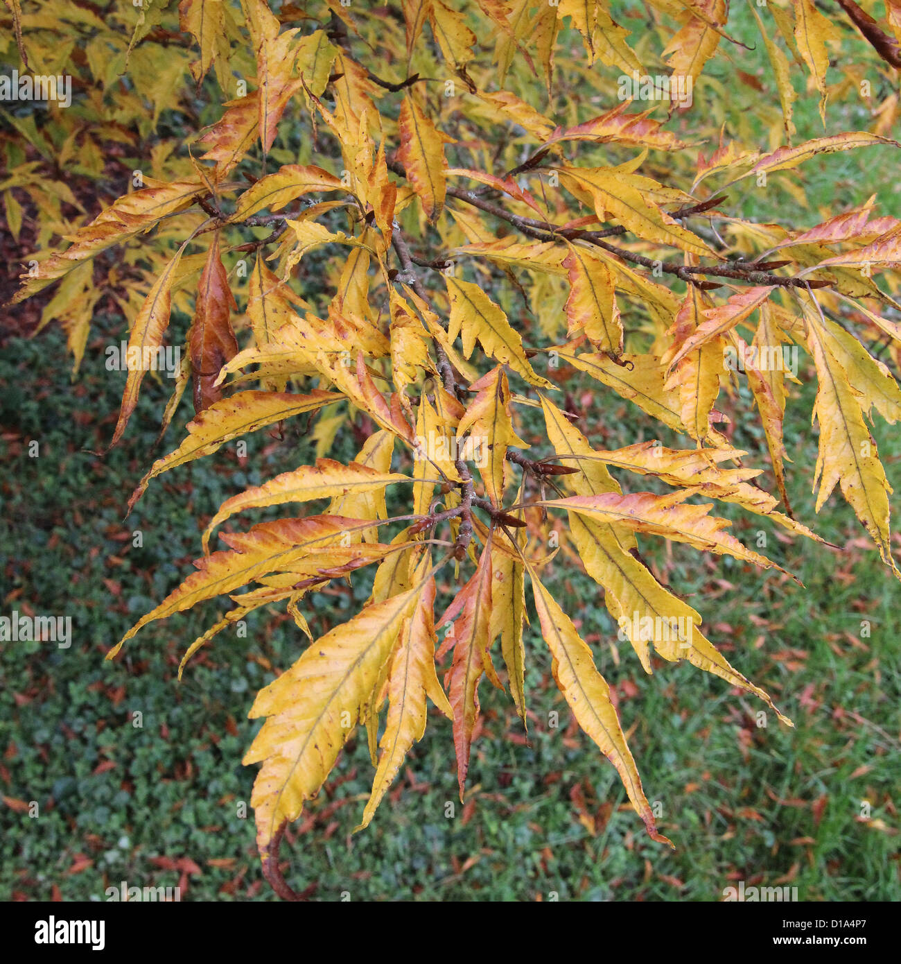 Purple Fern-leaved Beech Purple Fern-leaved Beech