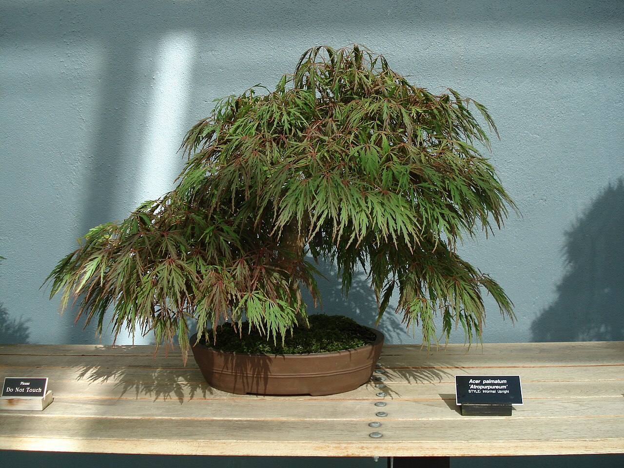 Purple Japanese Maple