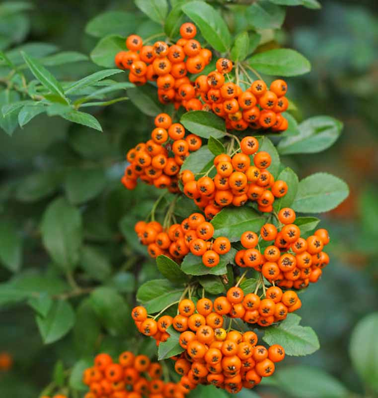 Pyracantha or Firethorn Pyracantha or Firethorn