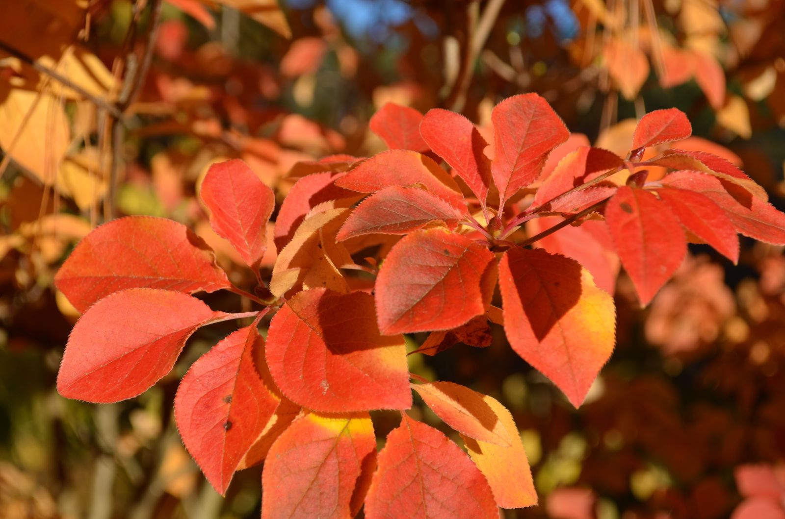 Red Enkianthus Red Enkianthus