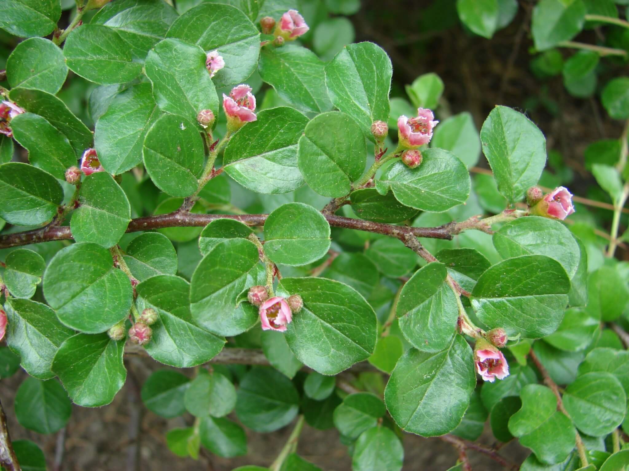 Rockspray Cotoneaster Rockspray Cotoneaster