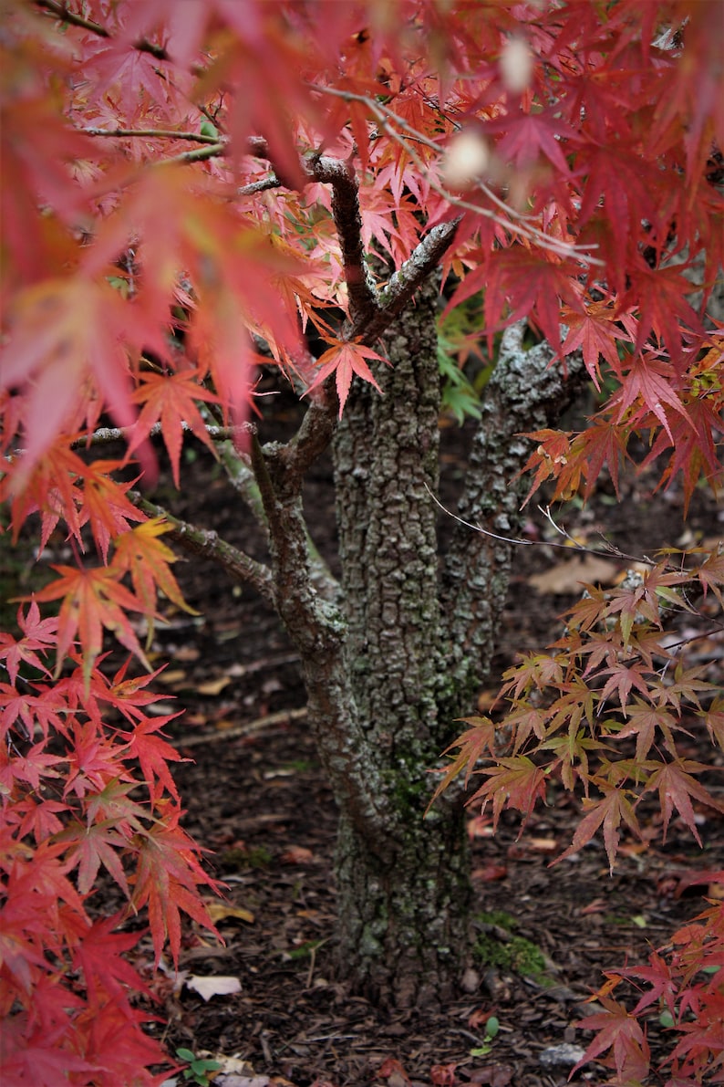 Rough Bark Japanese Maple Rough Bark Japanese Maple
