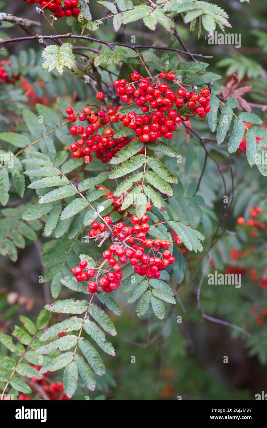 Rowan or Mountain-Ash Rowan or Mountain-Ash