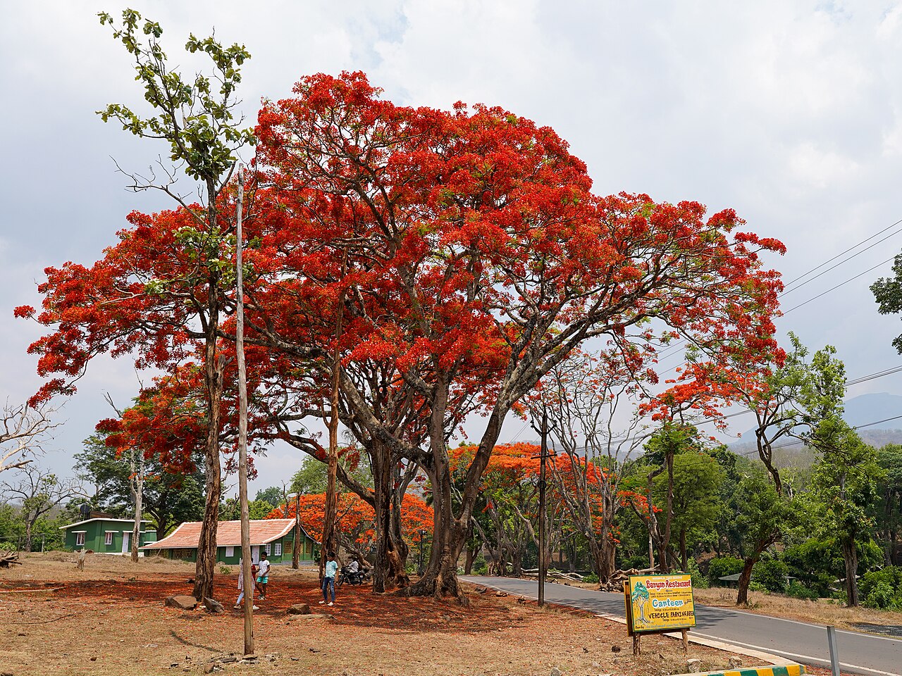 Royal Poinciana