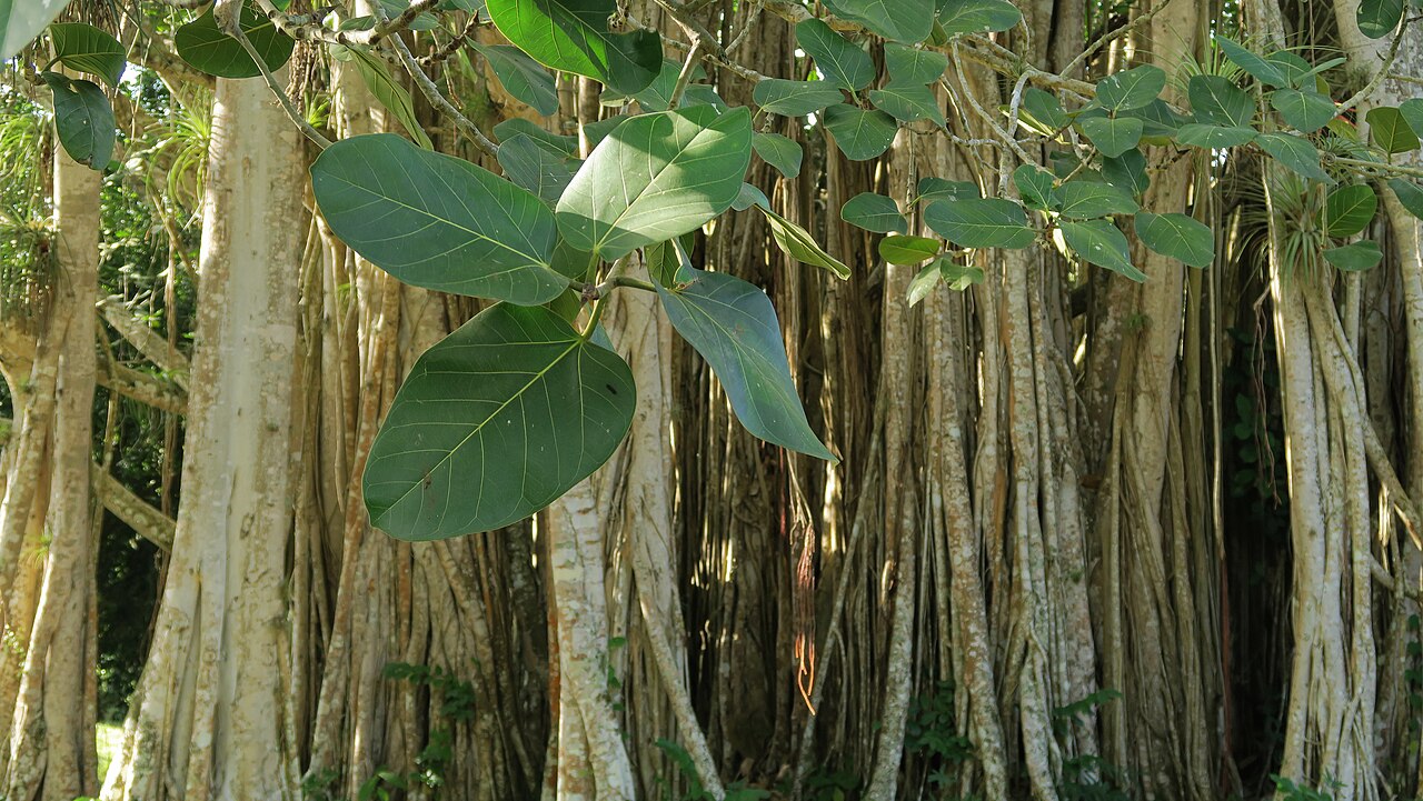 Sacred Fig