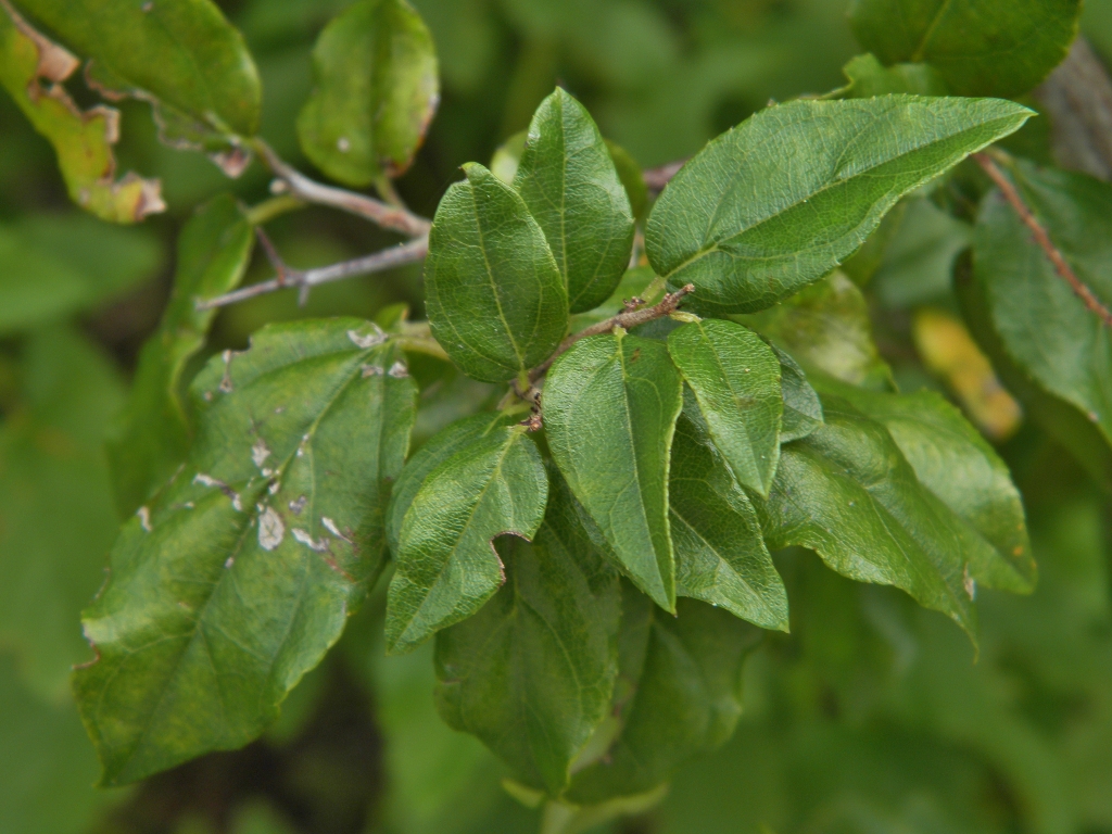 Sageretia Sageretia