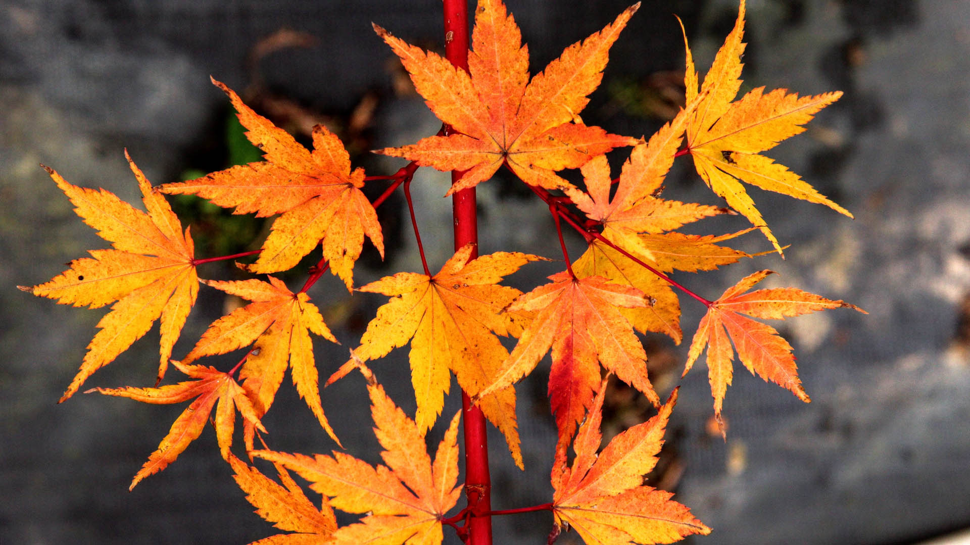 Sangokaku Maple Sangokaku Maple