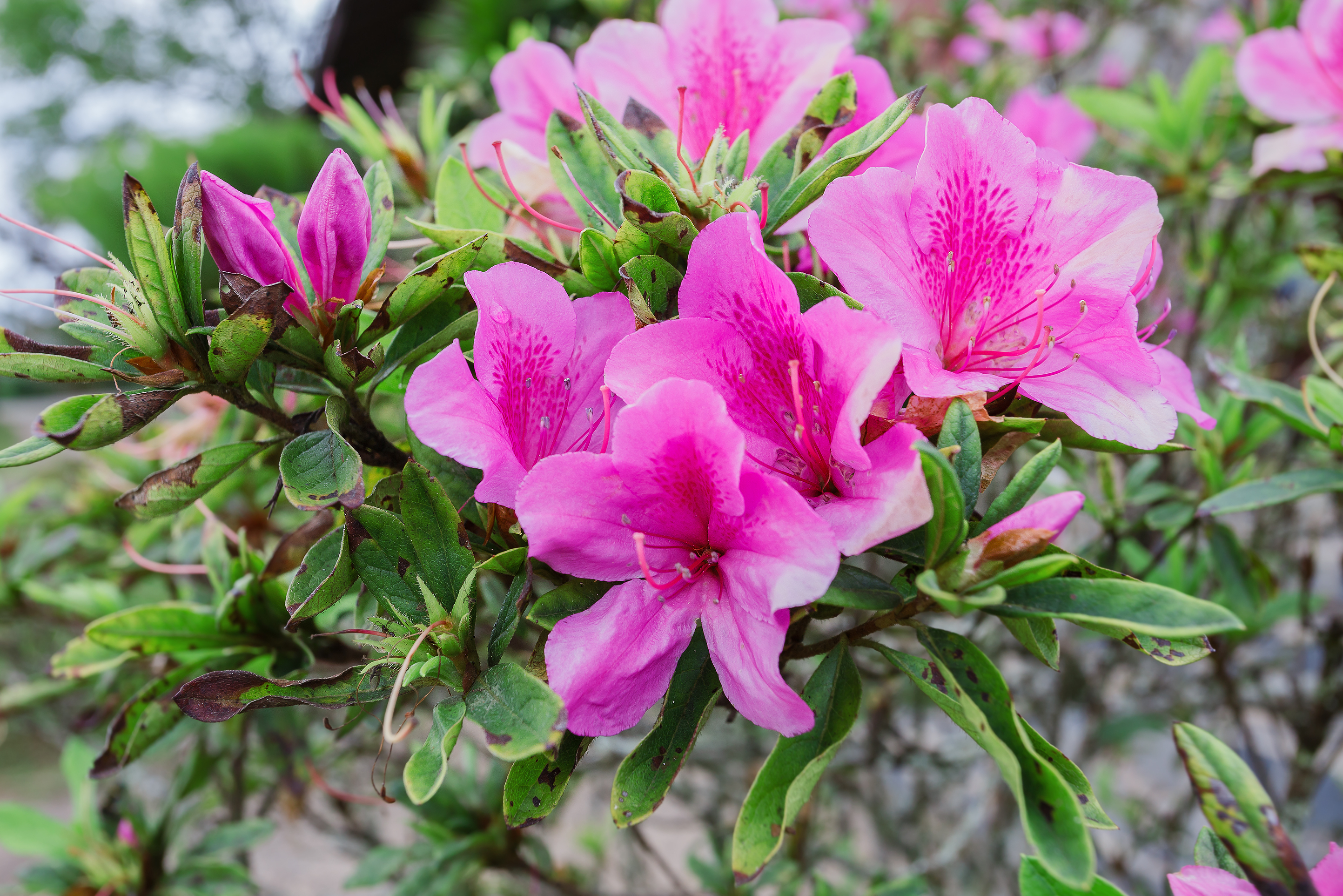 Satsuki Azalea Satsuki Azalea